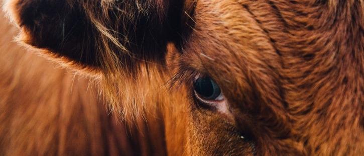 КРС и лошади